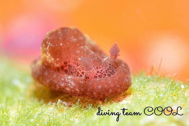 アメシストウミウシ