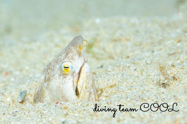 モンヒモウミヘビ