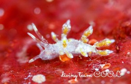 シロタエミノウミウシ属の一種17