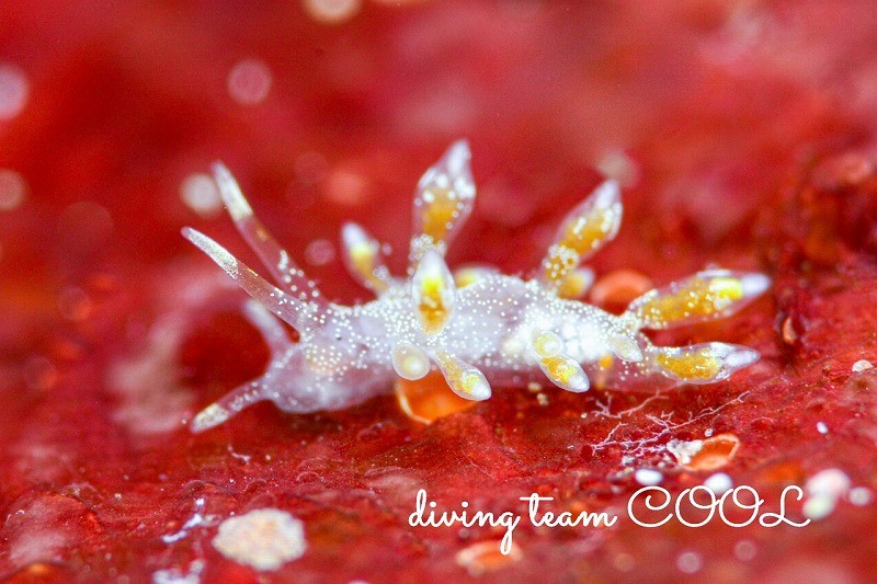 シロタエミノウミウシ属の一種17