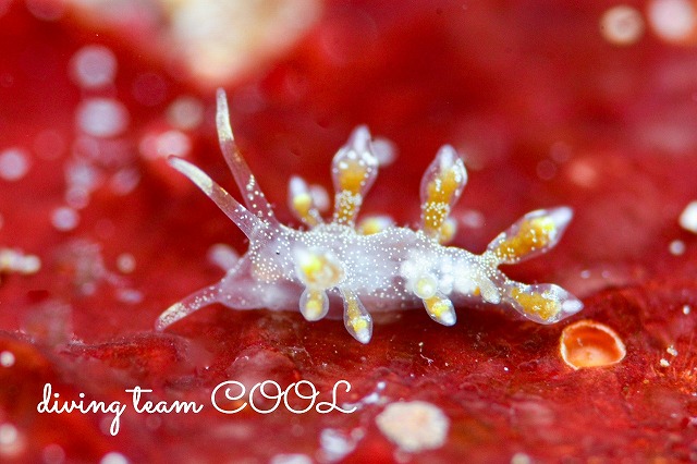 シロタエミノウミウシ属の一種17