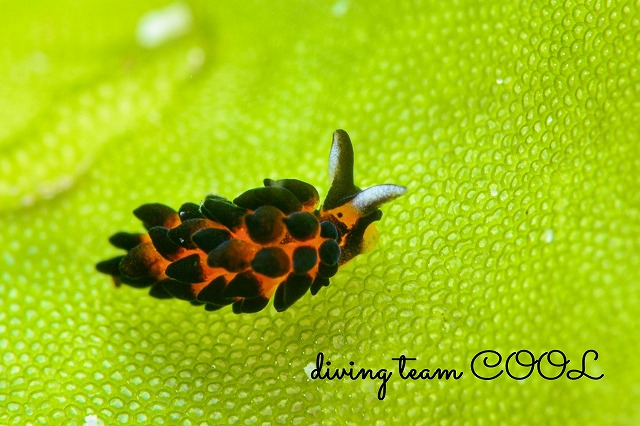 プラキダ・バラクオバマイ