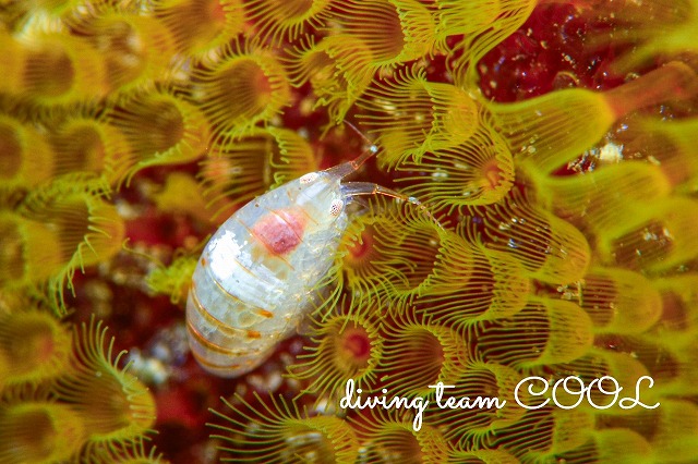 ヨコエビの仲間