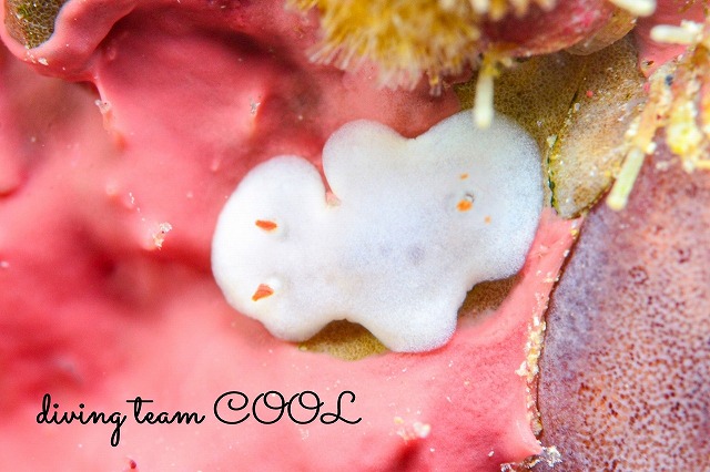 シロウサギウミウシ