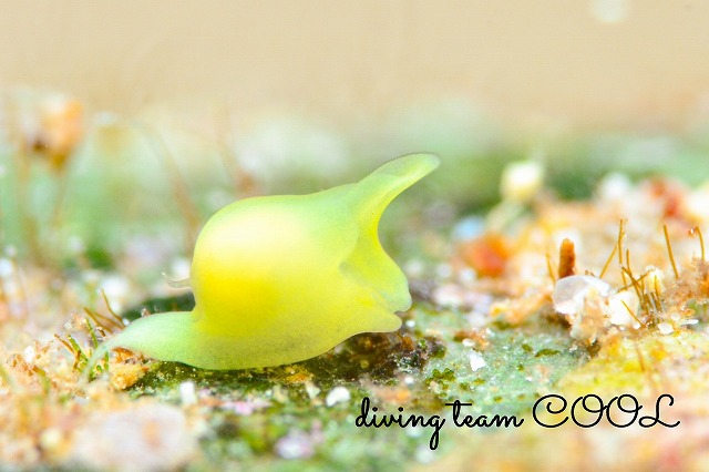 シロウミコチョウ