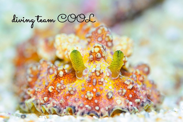 アデヤカイボウミウシ