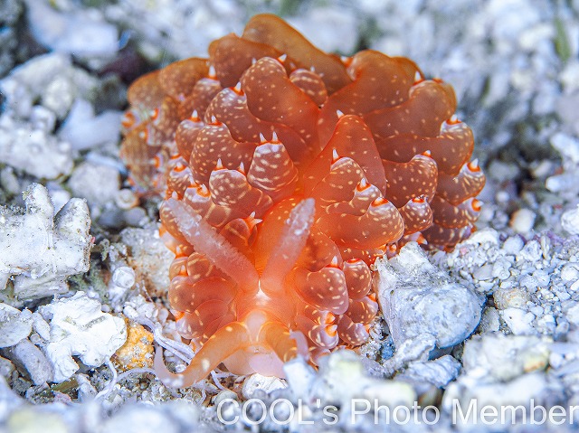 ワグシミノウミウシ