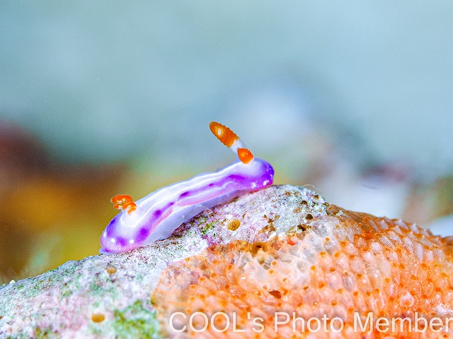 イロウミウシ科の一種6