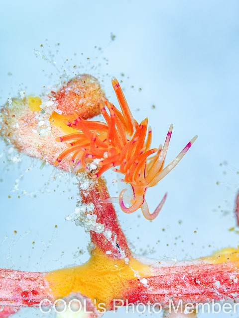 アンヘルミノモドキ