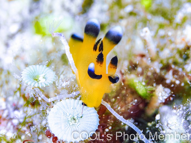 ウデフリツノザヤウミウシ