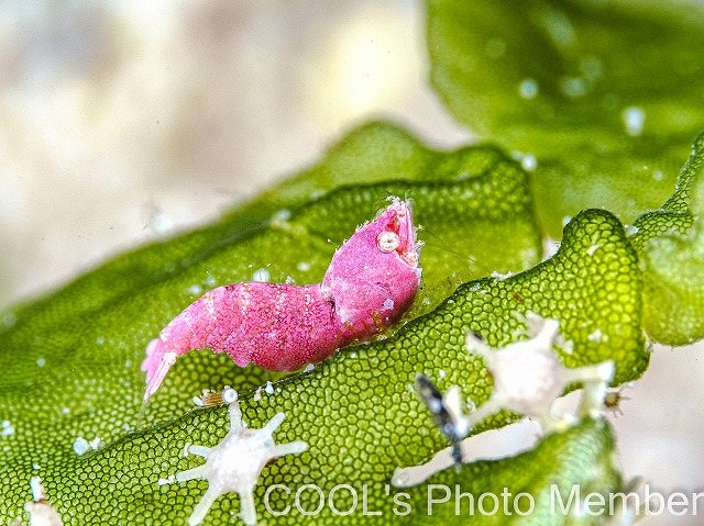 サシミシュリンプ