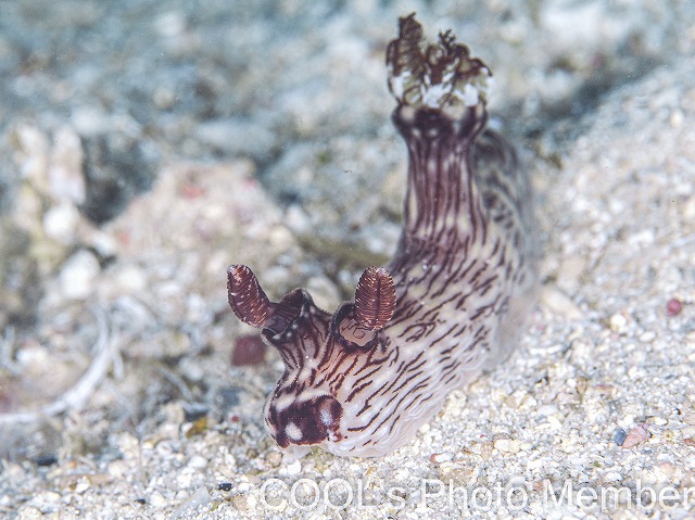 ブッシュドノエルウミウシ