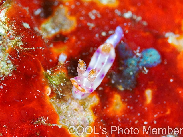 ハナムスメウミウシ