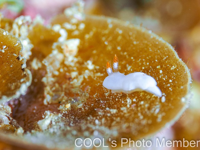 シロウサギウミウシ