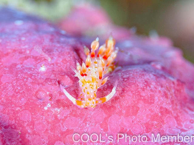 ネアカミノウミウシ