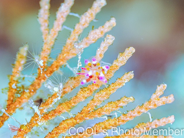 アカホシコヤナギウミウシ