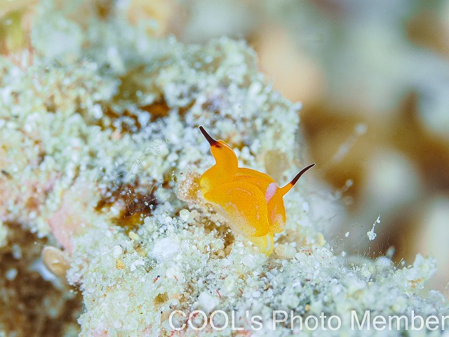 キマダラウミコチョウ