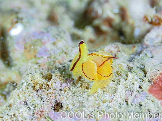 ソコドウミコチョウ