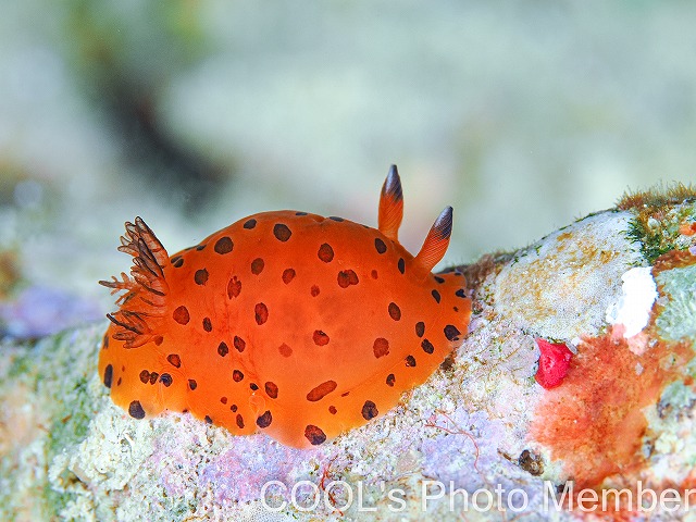 ヒメマダラウミウシ