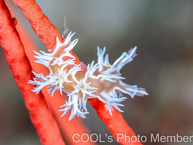 ボブホクヨウウミウシ