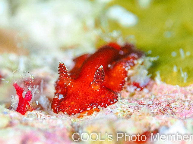 スオウウミウシ