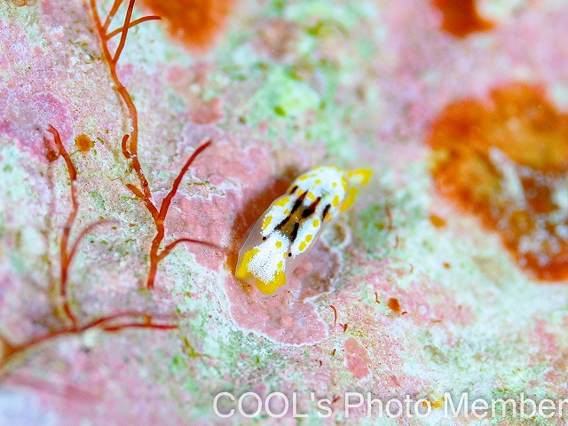 マリアナウミウシ