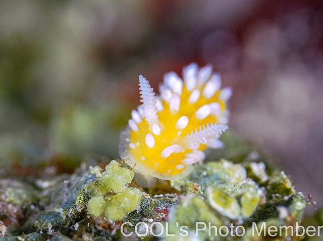 ニセイガグリウミウシ