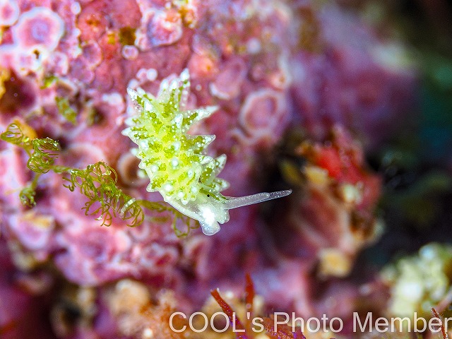 ハダカモウミウシ科の仲間
