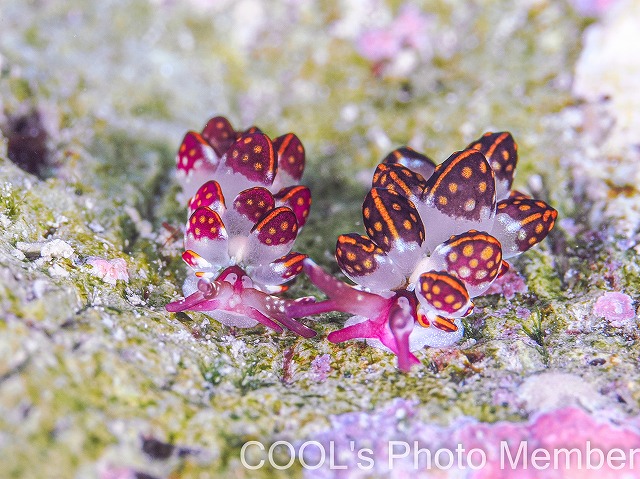 カノコウロコウミウシ