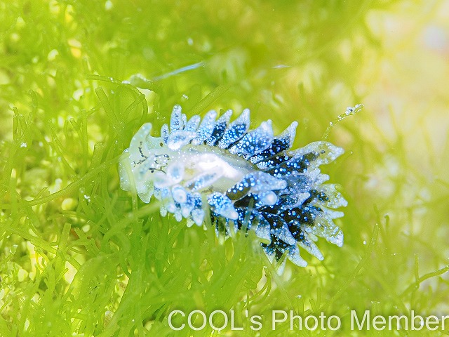 エルコラニア・コエルレア