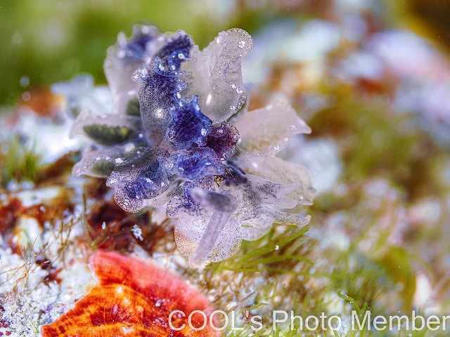 タマナウミウシ属の一種2