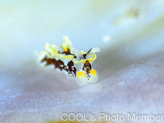 カイヒメウミウシ