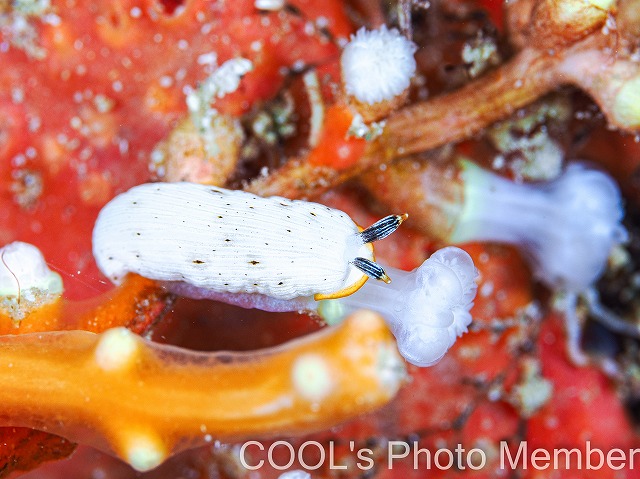 カメキオトメウミウシ