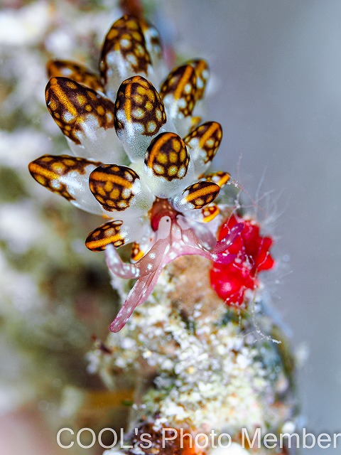 カノコウロコウミウシ