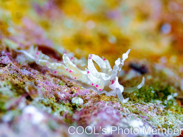 チゴミノウミウシ