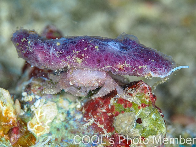 カイカムリの仲間