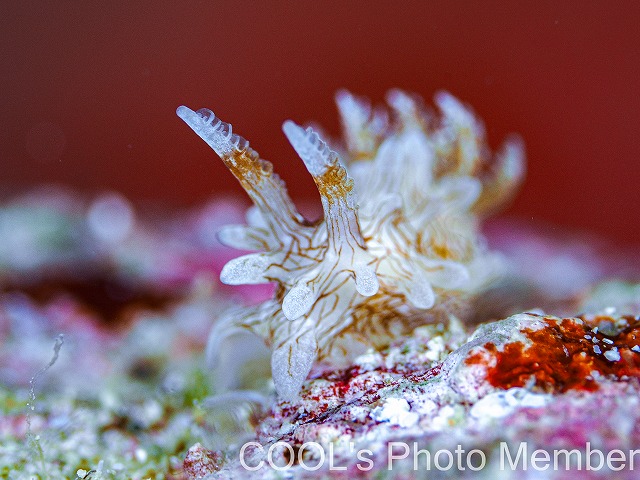 セスジイバラウミウシ