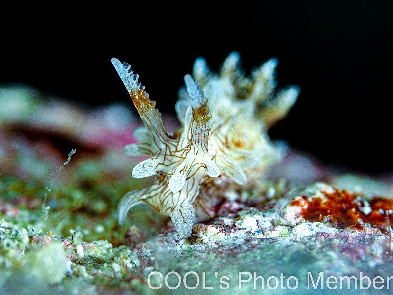 セスジイバラウミウシ