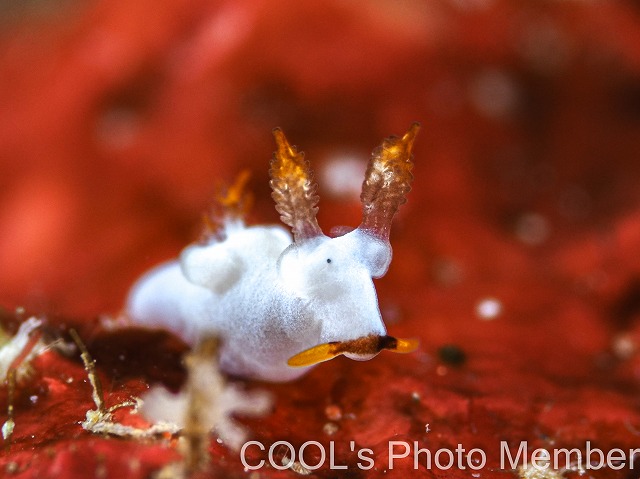 クチヒゲツガルウミウシ