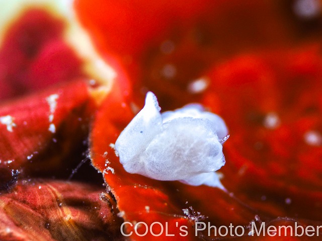 シロウミコチョウ