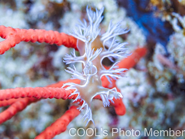 ボブホクヨウウミウシ