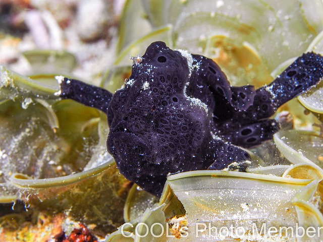 オオモンカエルアンコウ