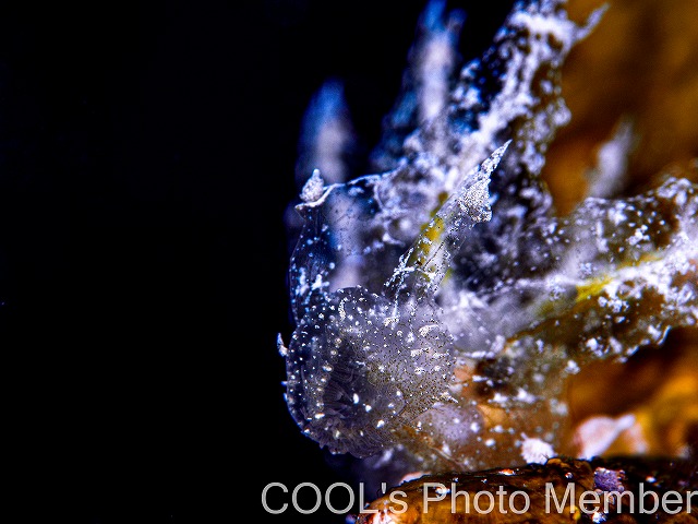 マツゲメリベウミウシ