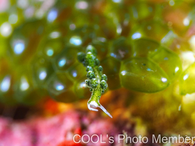 バロニアモウミウシ