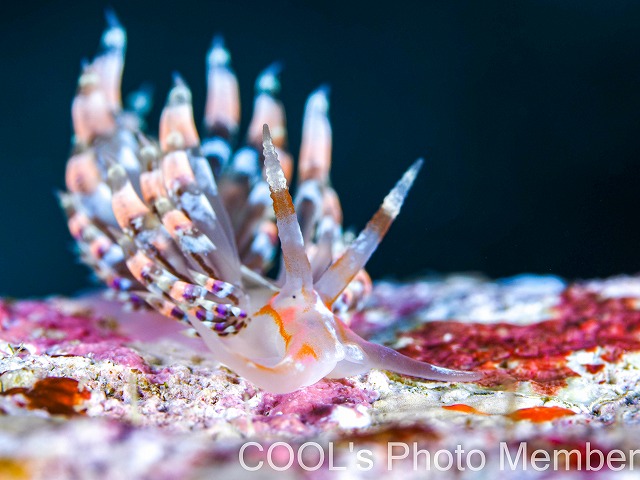 デンショクミノウミウシ