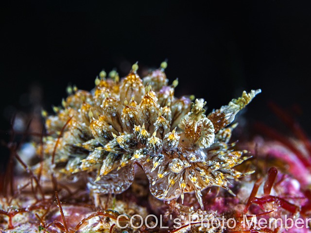 ハナサキコヤナギウミウシ