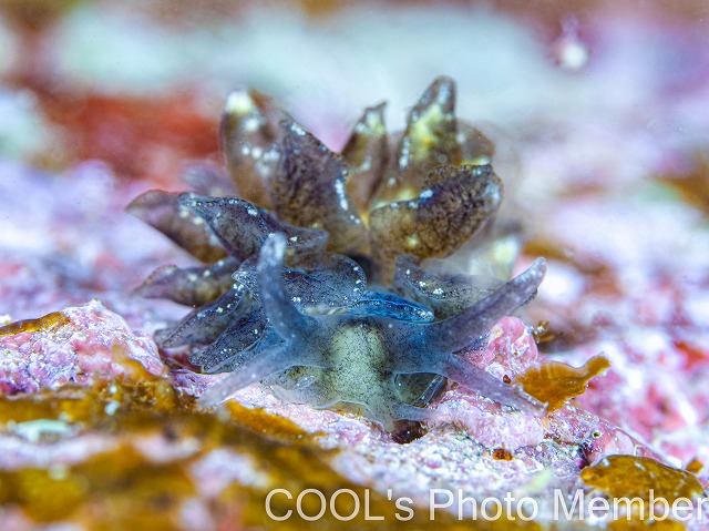 タマナウミウシ属の一種2