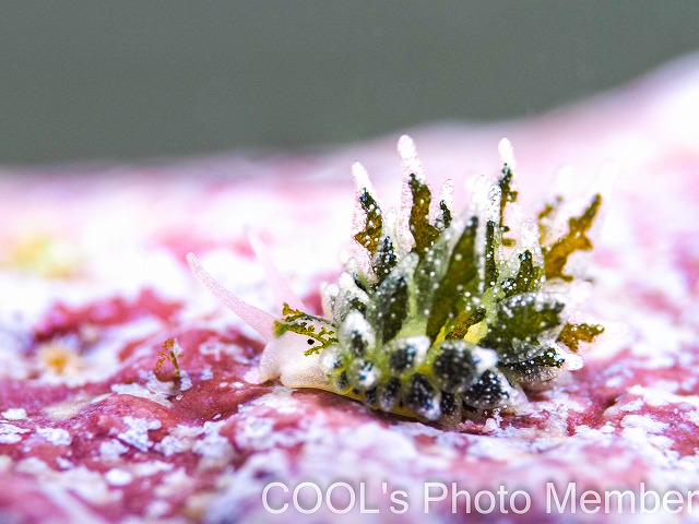 アリモウミウシ属の一種７