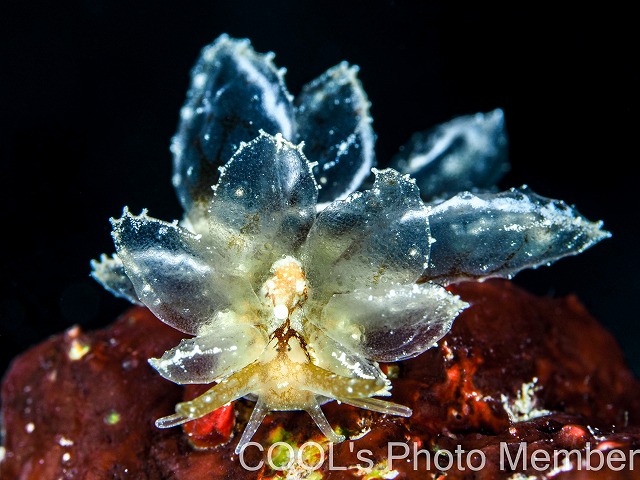 スカシウロコウミウシ