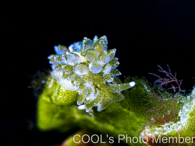 アオモウミウシ属の一種13